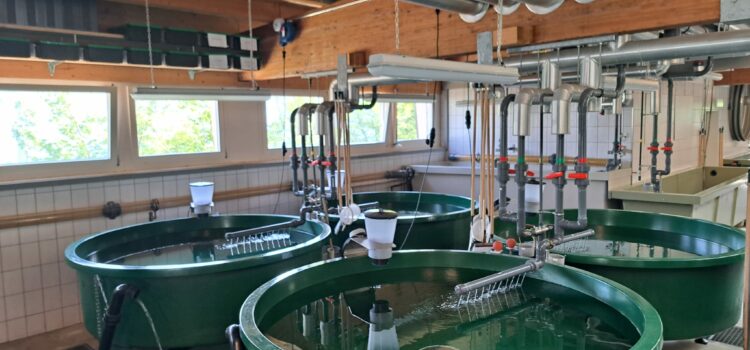 Besichtigung Fischzucht Faulensee